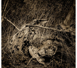 Death of Gawain in Gilling Woods 2015, Gelatin silver print